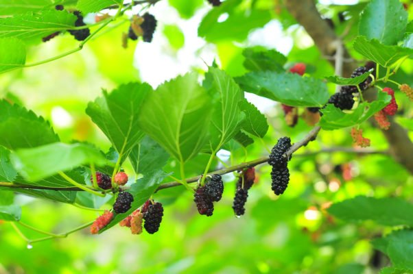 Ягоды чёрной шелковицы на дереве