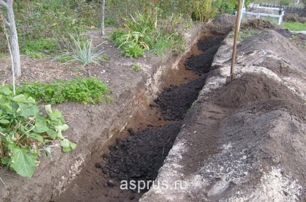 Траншея для винограда