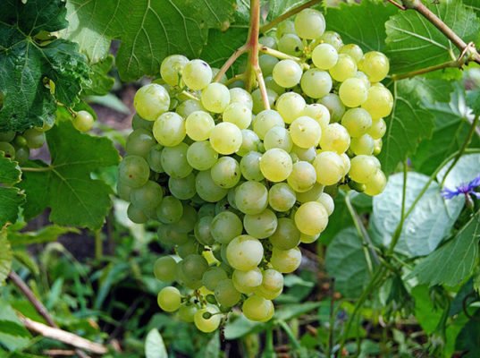 Сорт винограда Алёшенькин дар