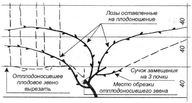 Осенняя обрезка винограда