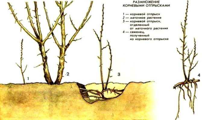 Схема куста малины с корневыми отпрысками