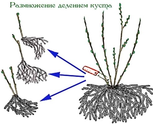 Схема деления куста смородины