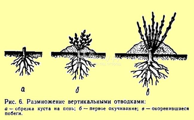 Схема вертикальных отводков