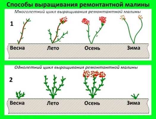 Способы выращивания ремонтантной малины