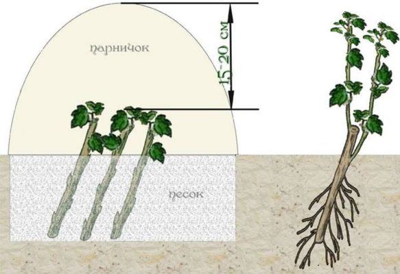 Схема размножения смородины черенками