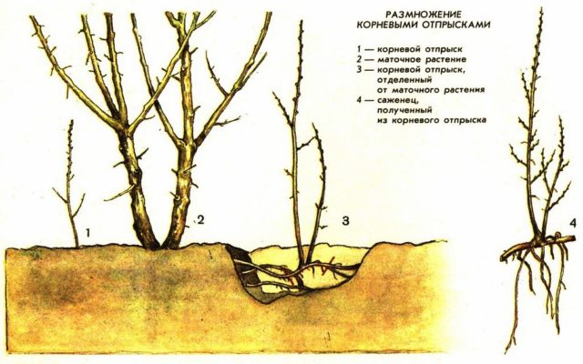 Размножение смородины корневыми отпрысками