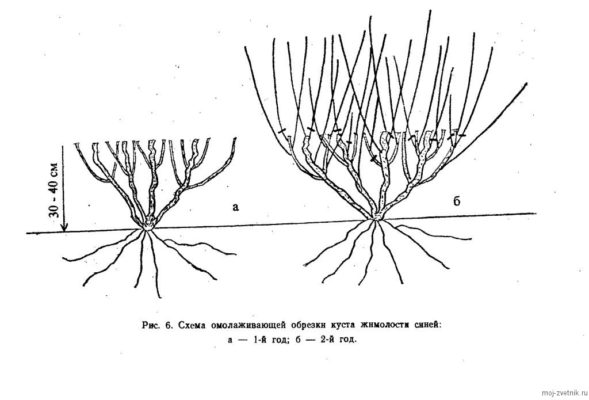 Радикальное омолаживание куста жимолости