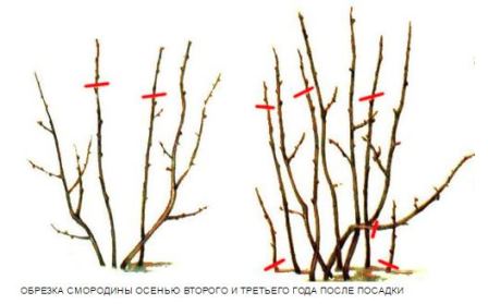 Обрезка молодого куста смородины