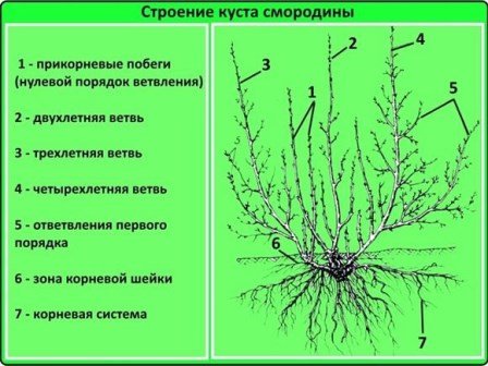 Куст смородины