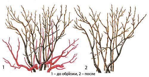 Омолаживающая обрезка куста красной смородины