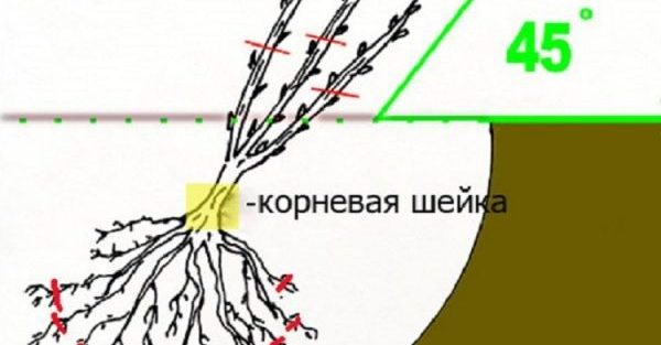 Посадка саженца чёрной смородины