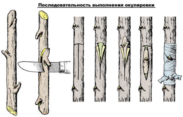 Окулировка по шагам