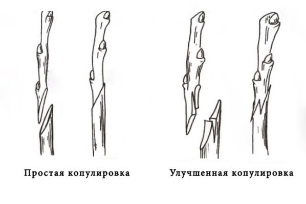 Виды копулировки