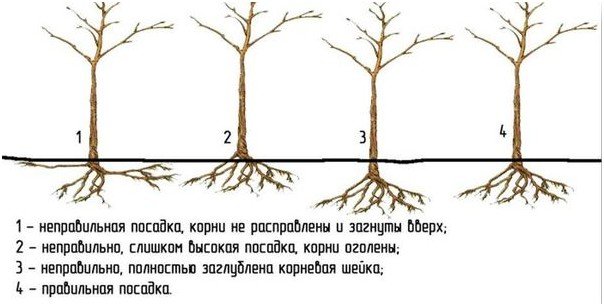 Рисунок правильной и не правильной посадки вишни