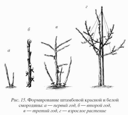 Схема формирования штамбовой смородины