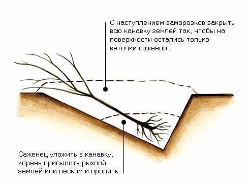 Схема прикопа