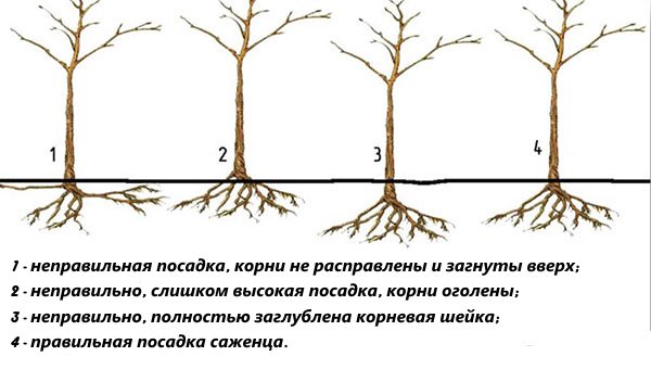 Схема посадки груши — правильно и неправильно