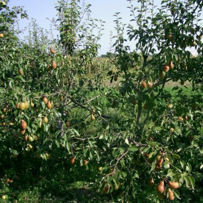 Дерево груши Талгарская красавица