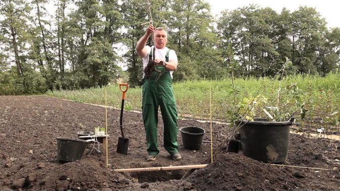 Посадка саженца в грунт