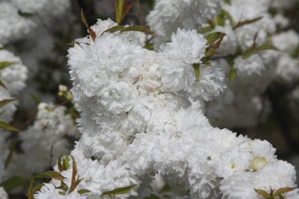 Вишня железистая (Cerasus glandulosa)