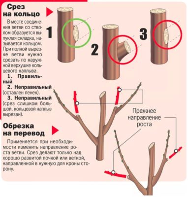 Тонкости правильной обрезки