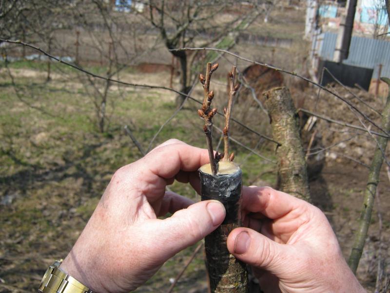 Можно ли привить грушу на рябину