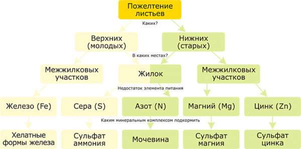 Схема причин пожелтения листьев