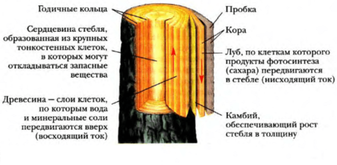 Внутреннее строение ветки