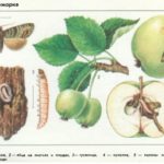 Яблонная плодожорка — ботанический рисунок