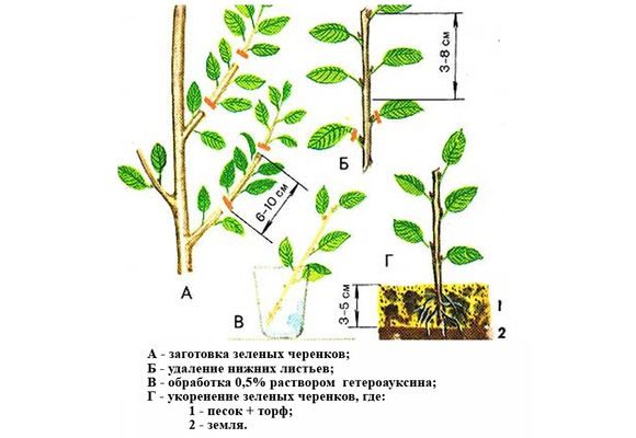 Схема заготовки и укоренения черенков