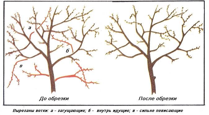 Схема прореживания кроны