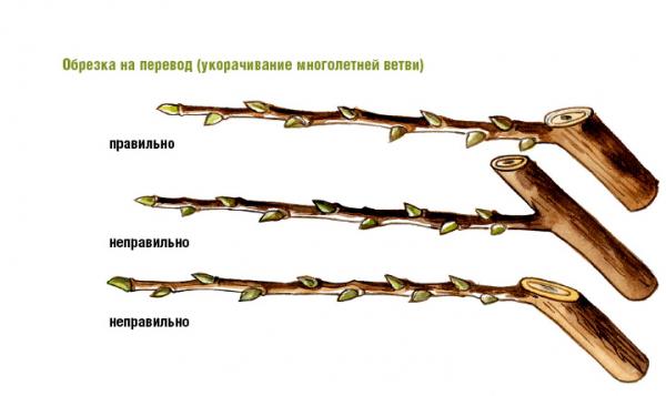 Схема обрезки на перевод