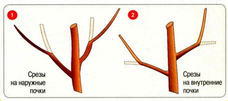 Схема обрезки на почку