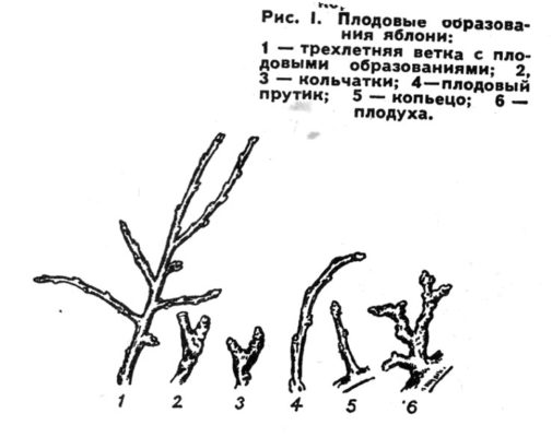 Рисунок: плодовые образования яблони