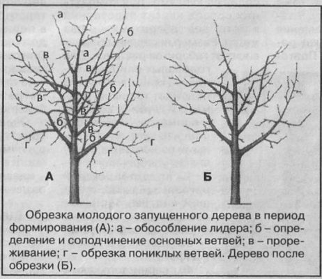 Схема обрезки взрослой яблони