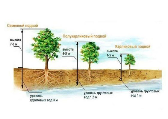 Схема посадки яблонь в зависимости от глубины грунтовых вод