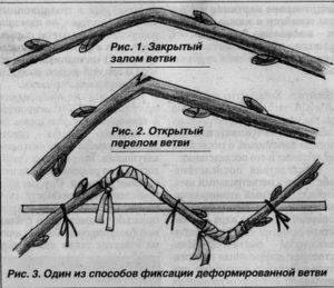 Схема заготовки черенков