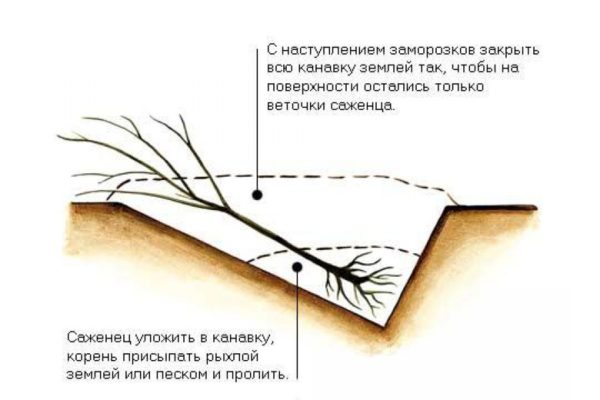 Схема прикопки саженца