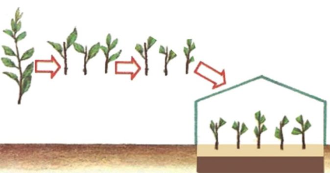 Схема размножения зелёными черенками