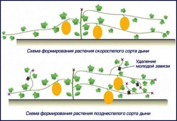 Схема формирования куста дыни