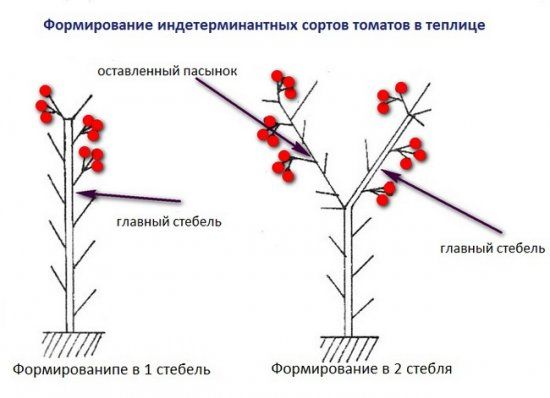 Схемы формирования кустов индетерминантных томатов