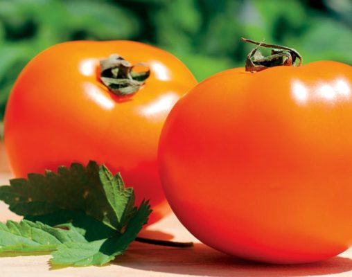 Спелые помидоры сорта Хурма