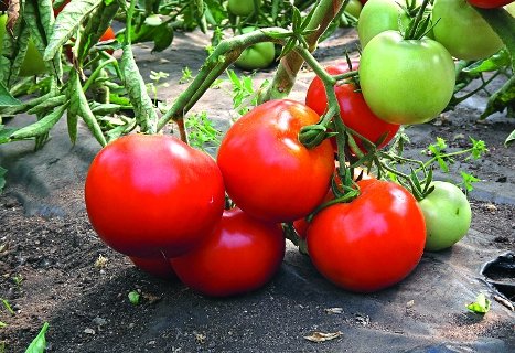 Поспевающие томаты