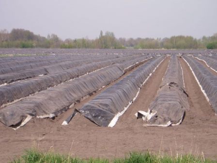 Промышленное выращивание спаржи