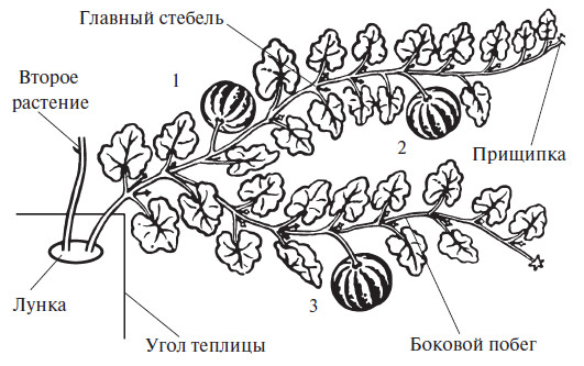 В две плети