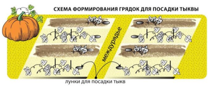 Схема расположения грядок с тыквами