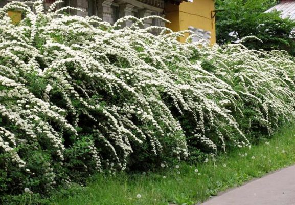 Спирея в ландшафтном дизайне