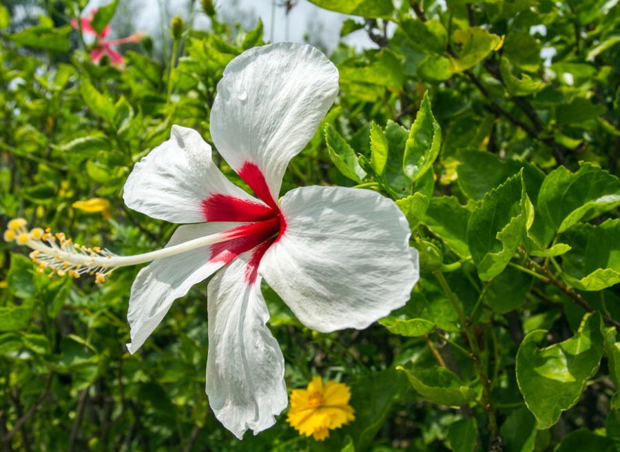 Белый цветок гибискуса с красной сердцевиной