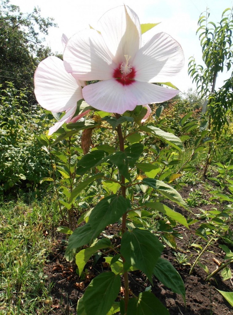 Огромный цветок на стебле карликового гибискуса