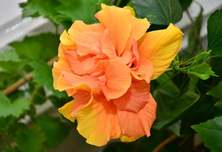 Оранжевый цветок махрового гибискуса
